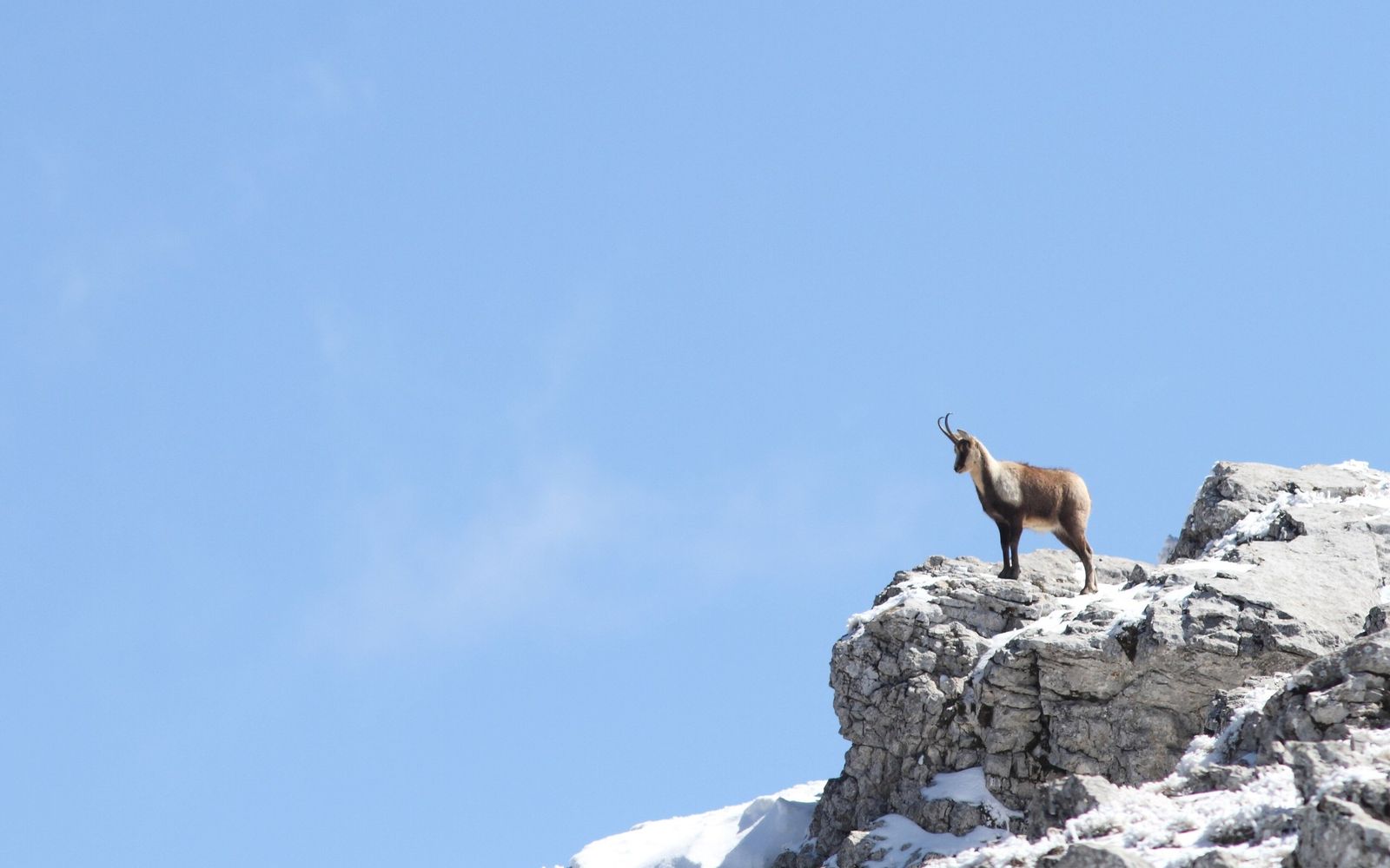 Camoscio appenninico sul Monte Sirente innevato
