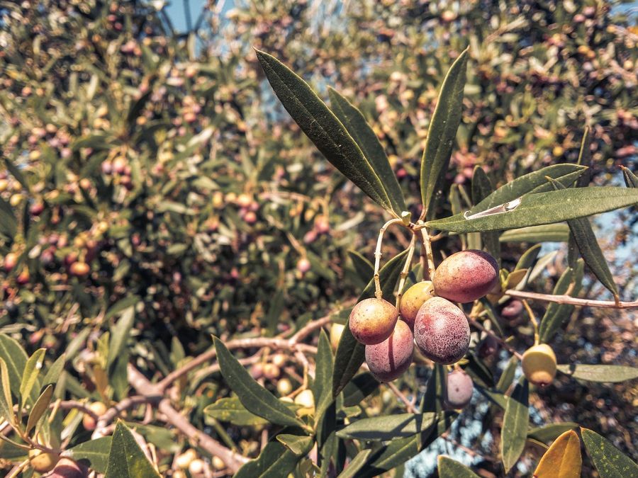 Olive sul ramo (foto indicativa)