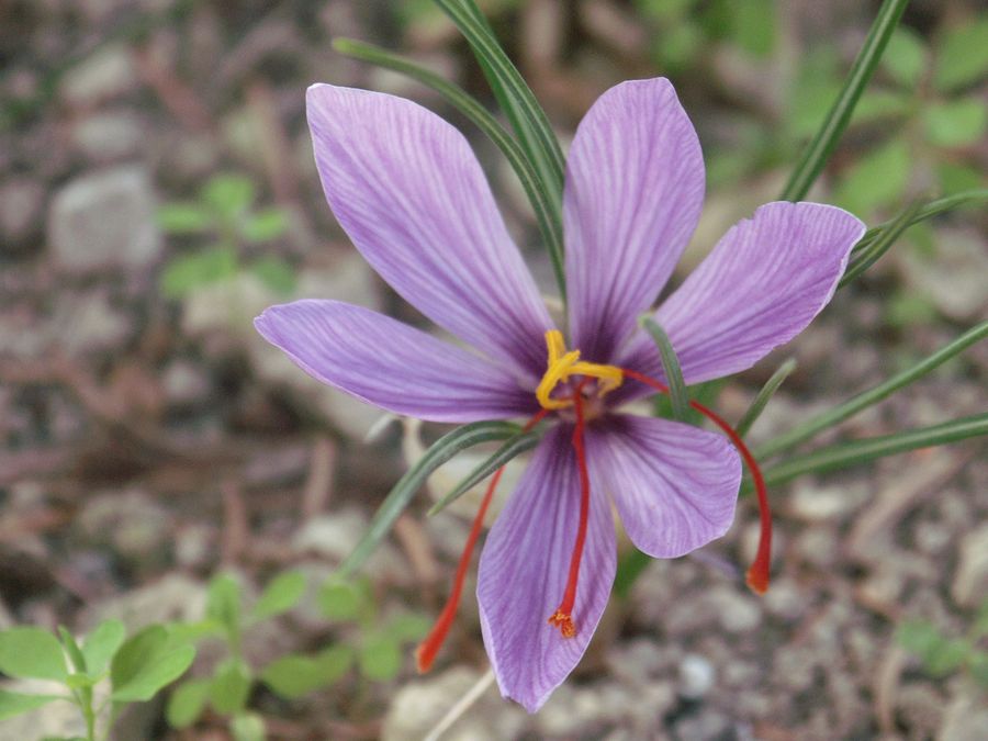 Fioritura dello zafferano a Navelli